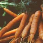 Le principali malattie della carota
