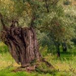 La Xylella e il complesso di disseccamento rapido dell'olivo