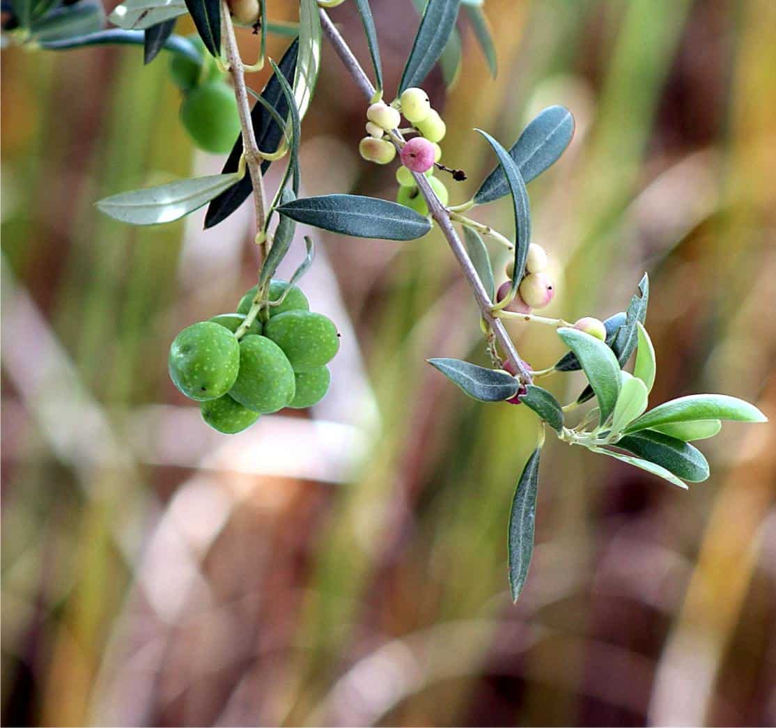 olive sul ramo acerbe