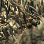 tignola olivo