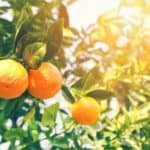 coltivare le arance nell'agrumeto
