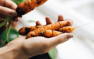 coltivare carote in vaso