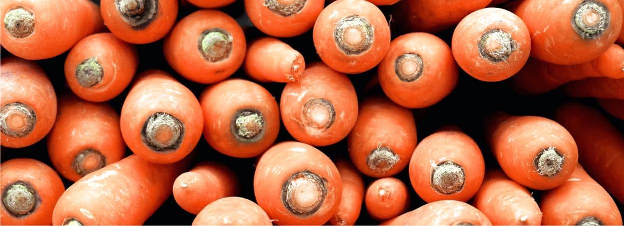 carote sane senza insetti