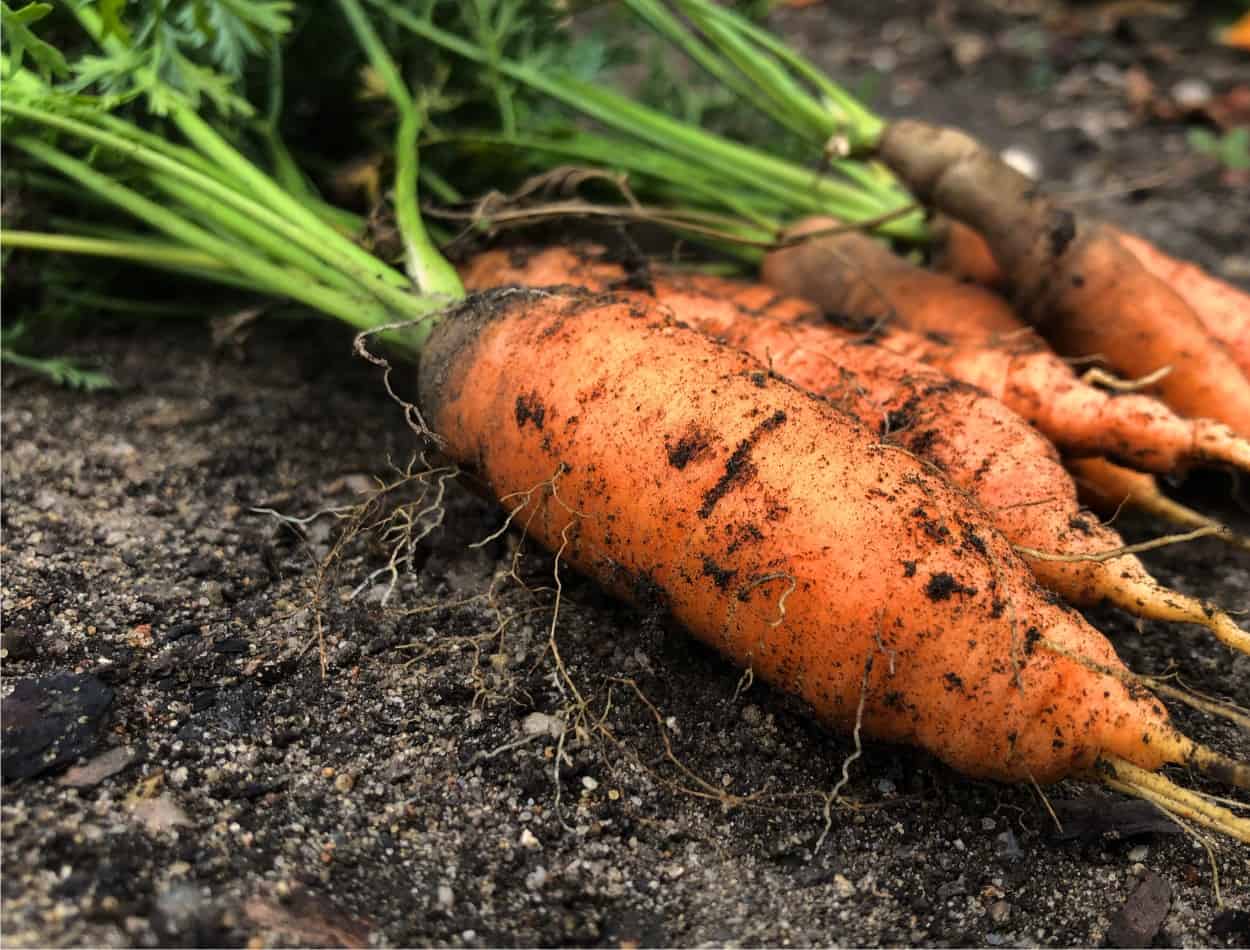 un raccolto di carote