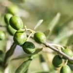 la mosca dell'olivo può danneggiare
