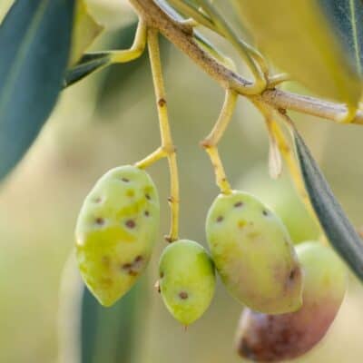 La mosca dell'olivo: come difendersi