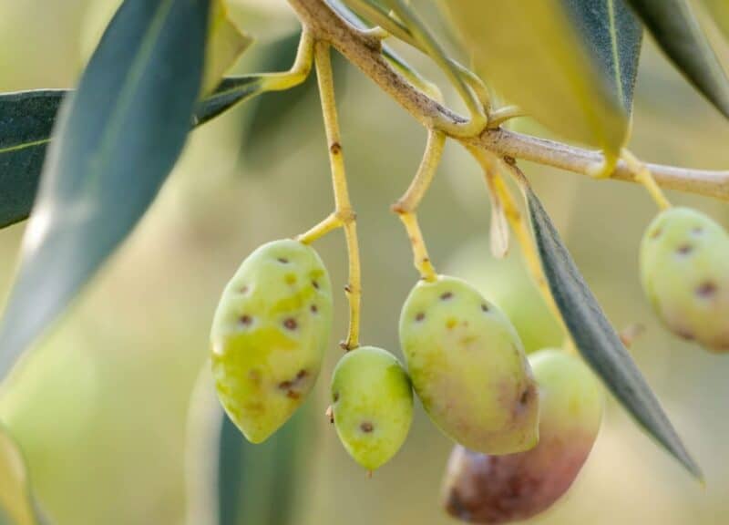 olive colpite da mosca