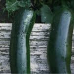 Ricette con le zucchine: idee e consigli