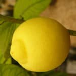 La margotta di limone: come e quando