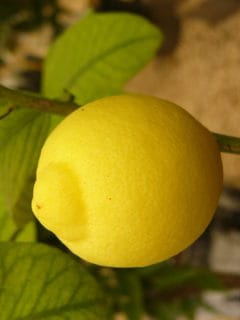 ramo di limone
