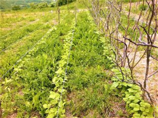 coltivazione elementare: fagiolini ed erbe spontanee