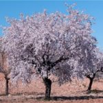 mandorlo: albero in fiore