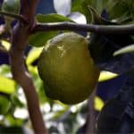 Le principali patologie del limone