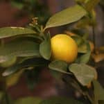 Insetti parassiti del limone: riconoscimento e difesa