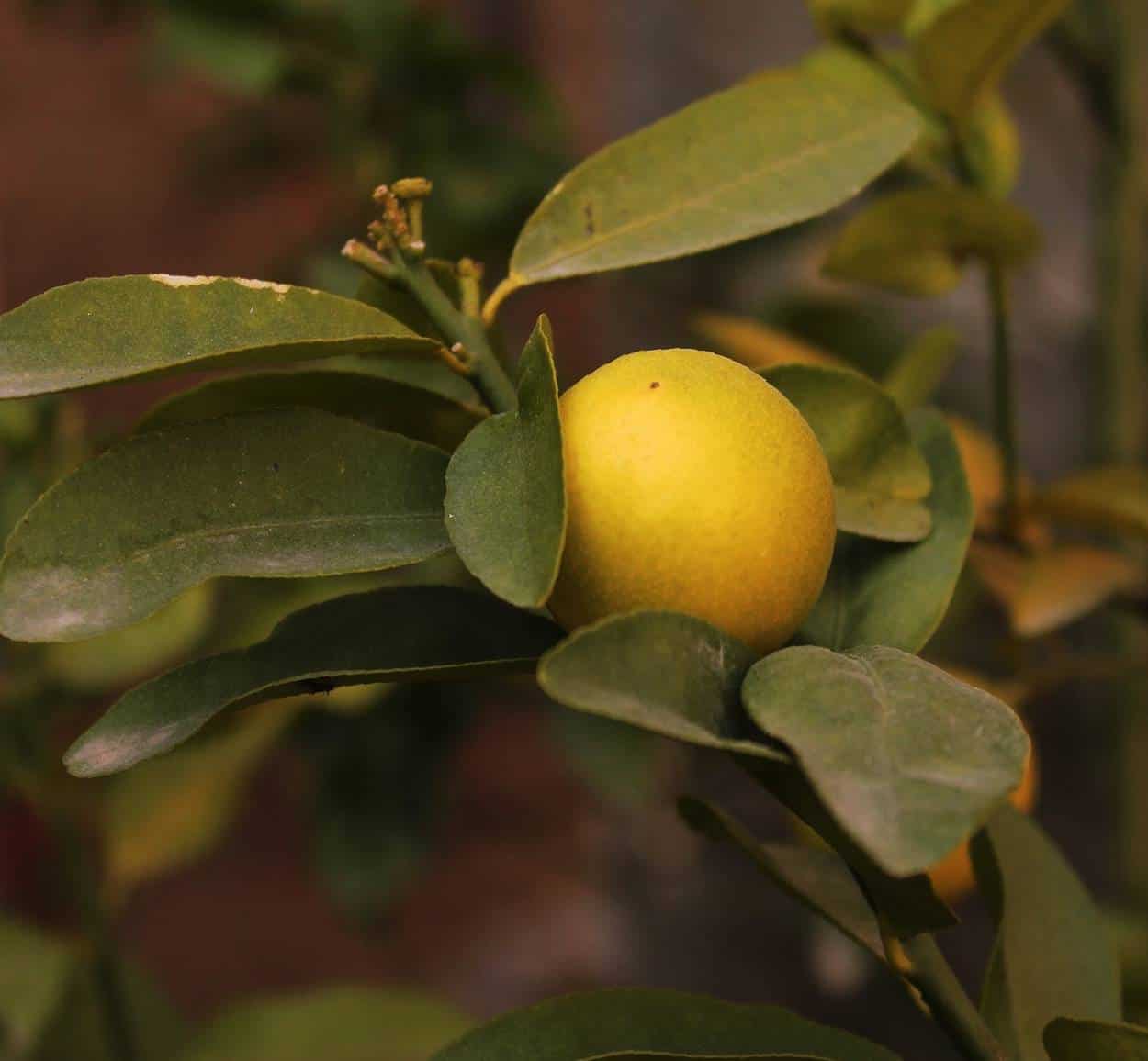 limone e difesa dai parassiti