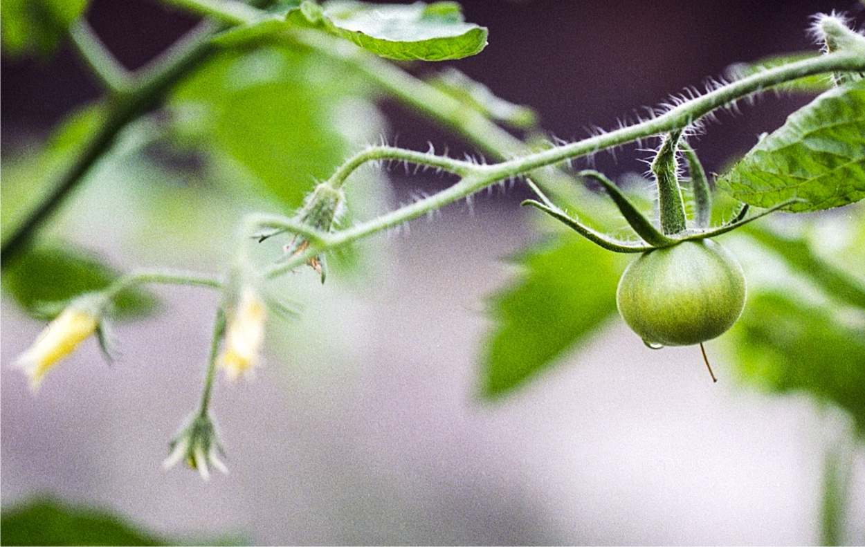 pianta di pomodori: fiori e frutti