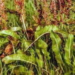 Acetosa o erba brusca: caratteristiche e coltivazione