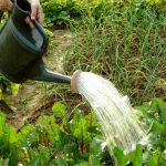 L'irrigazione dell'orto