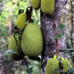 Il jackfruit o giaco: enorme frutto esotico