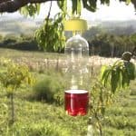 Trappole per difendere l'orto biologico dagli insetti nocivi