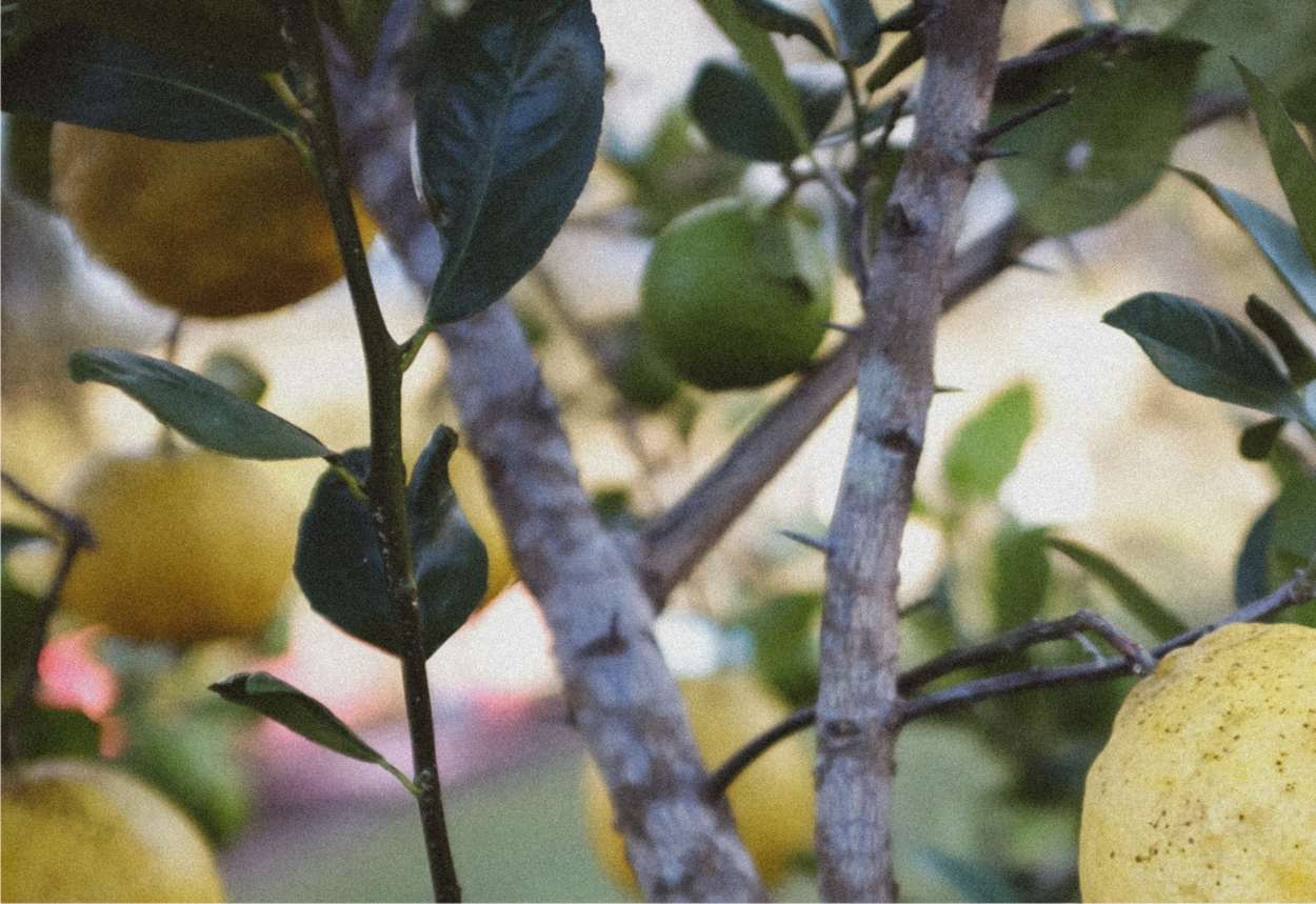 chioma di limone con potatura effettuata