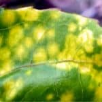 Malattie virali delle piante: conoscerle e prevenirle
