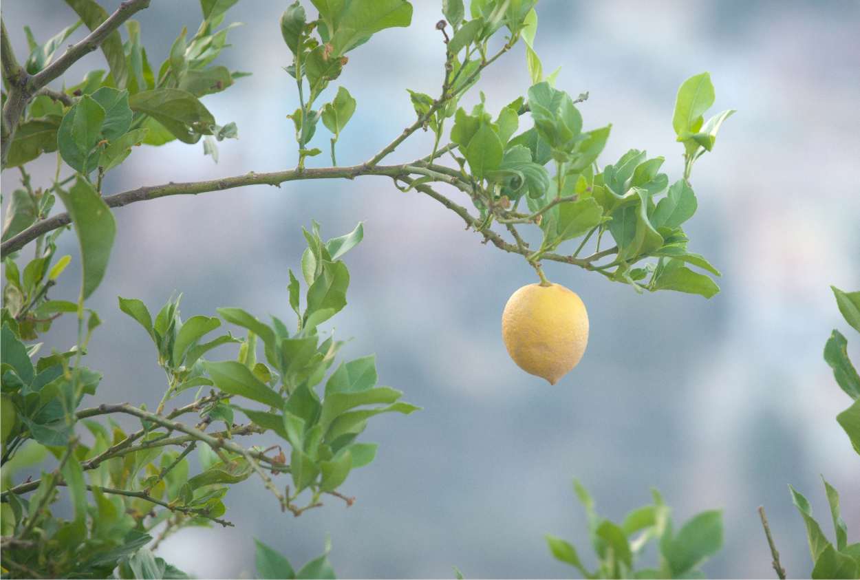 ramo di limone
