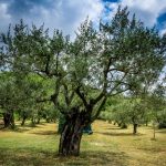 La potatura dell'olivo