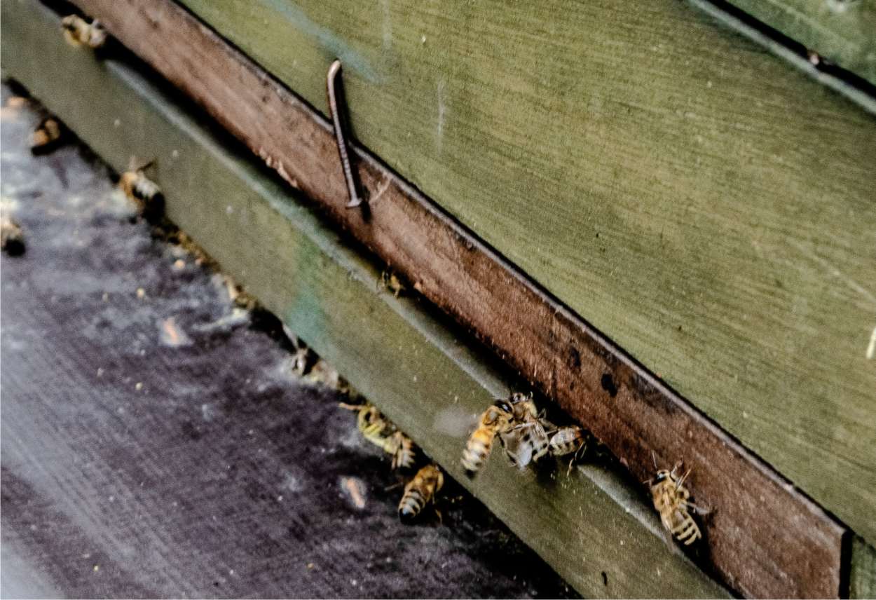 api che fanno propoli