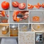Conservare i semi di pomodoro