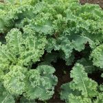 Kale o cavolo riccio: come si coltiva