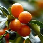 Kumquat: coltivare il mandarino cinese
