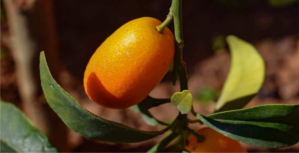 kumquat ovale