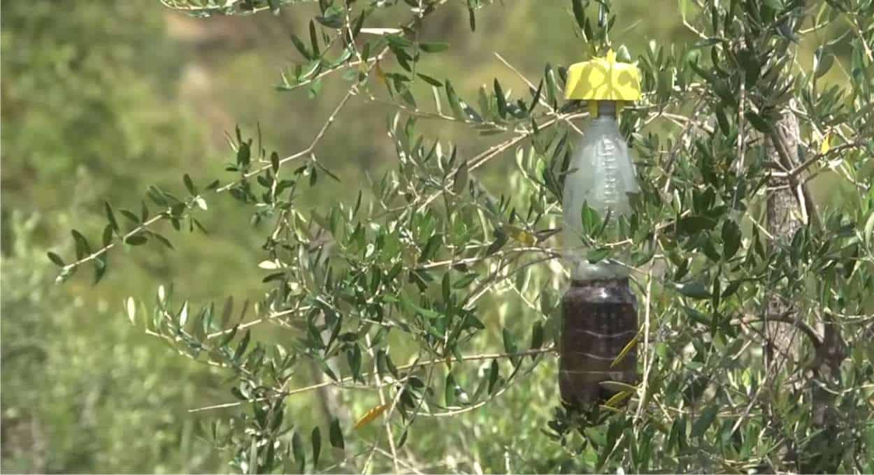 trappola per la mosca dell'olivo