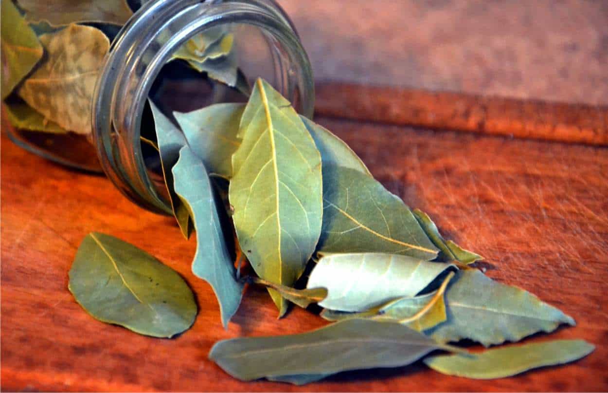foglie secche di alloro