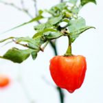Peperoncino Habanero: caratteristiche e coltivazione