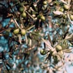 Cura e potatura rispettosa dell'olivo
