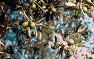 rami di olivo