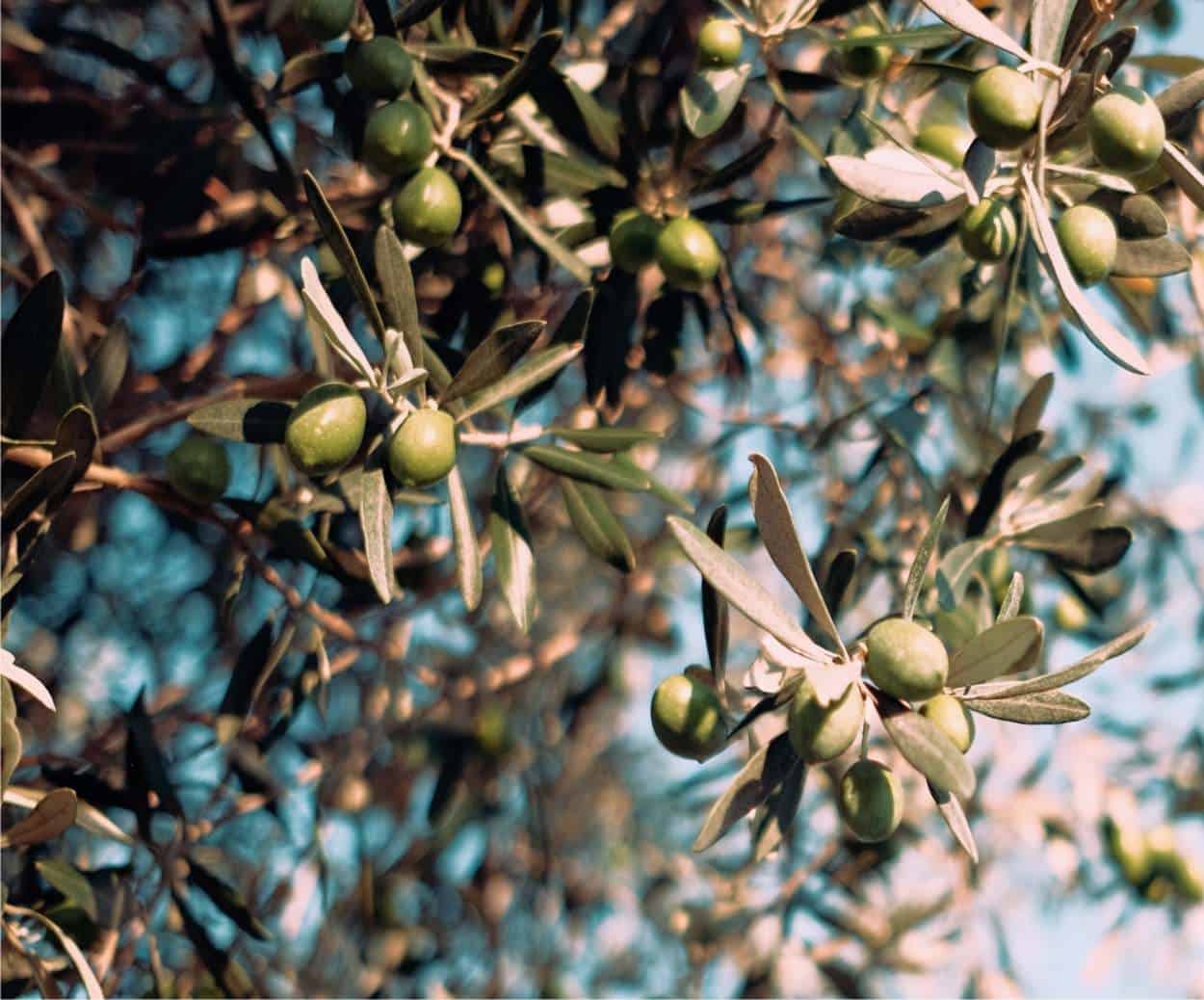 rami di olivo