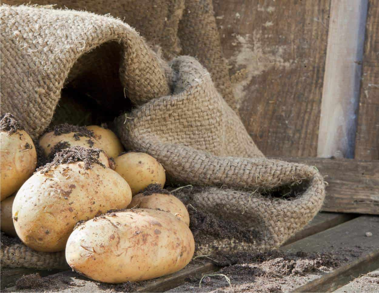 patate coltivate in sacco
