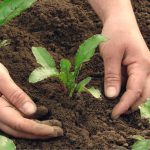 Trovare semi e piantine da orto adesso (e alcune alternative)