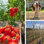 Legare pomodori: come costruire una struttura di tutori
