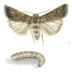 lepidotteri