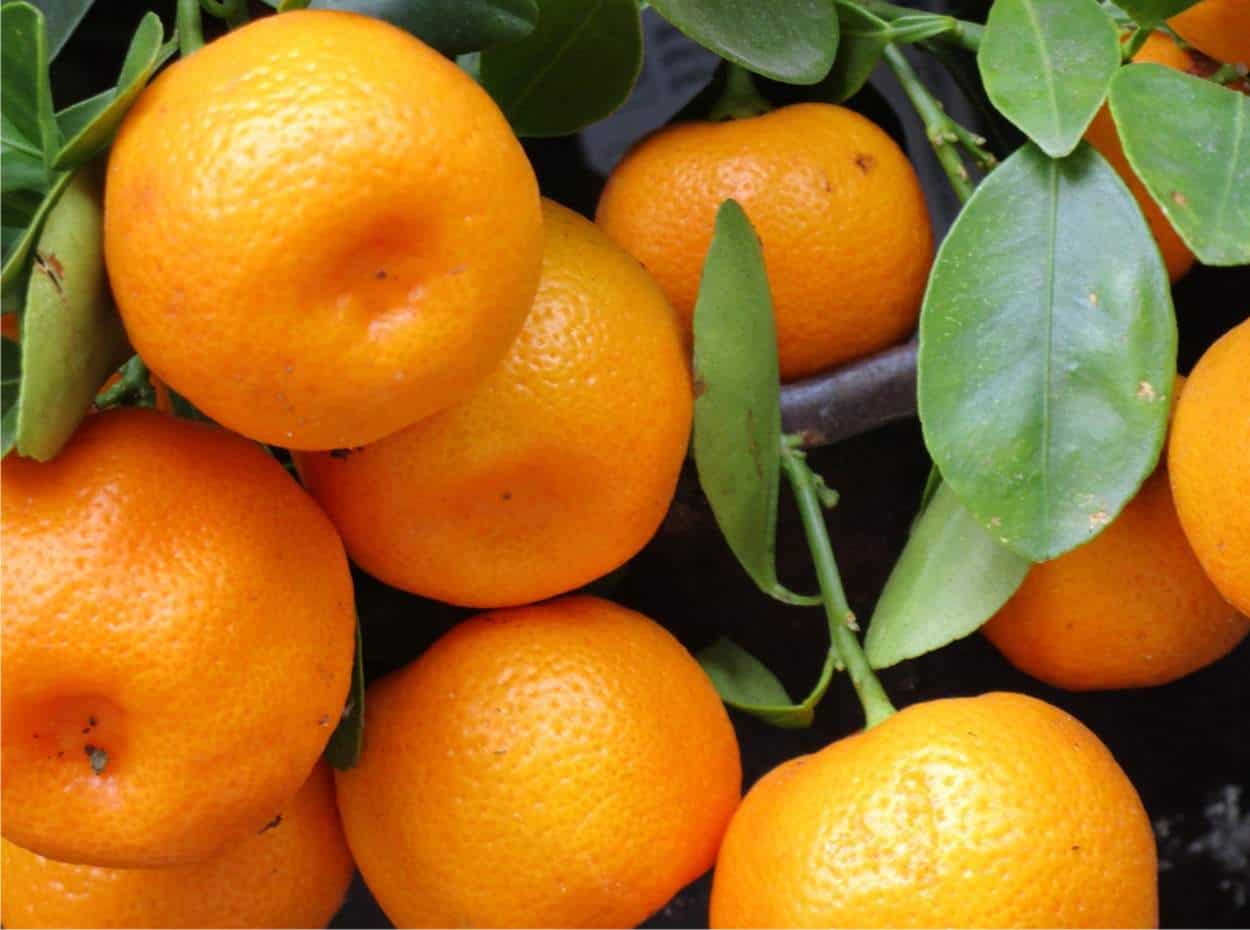 frutti di mandarino