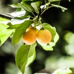 Nespolo giapponese: caratteristiche e coltivazione
