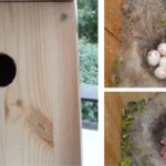 Realizzare un nido artificiale per uccelli insettivori
