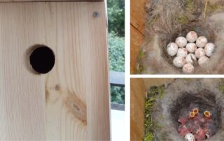 costruire nidi