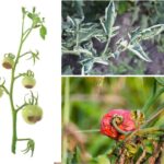Problemi ai pomodori: identificazione e soluzioni bio