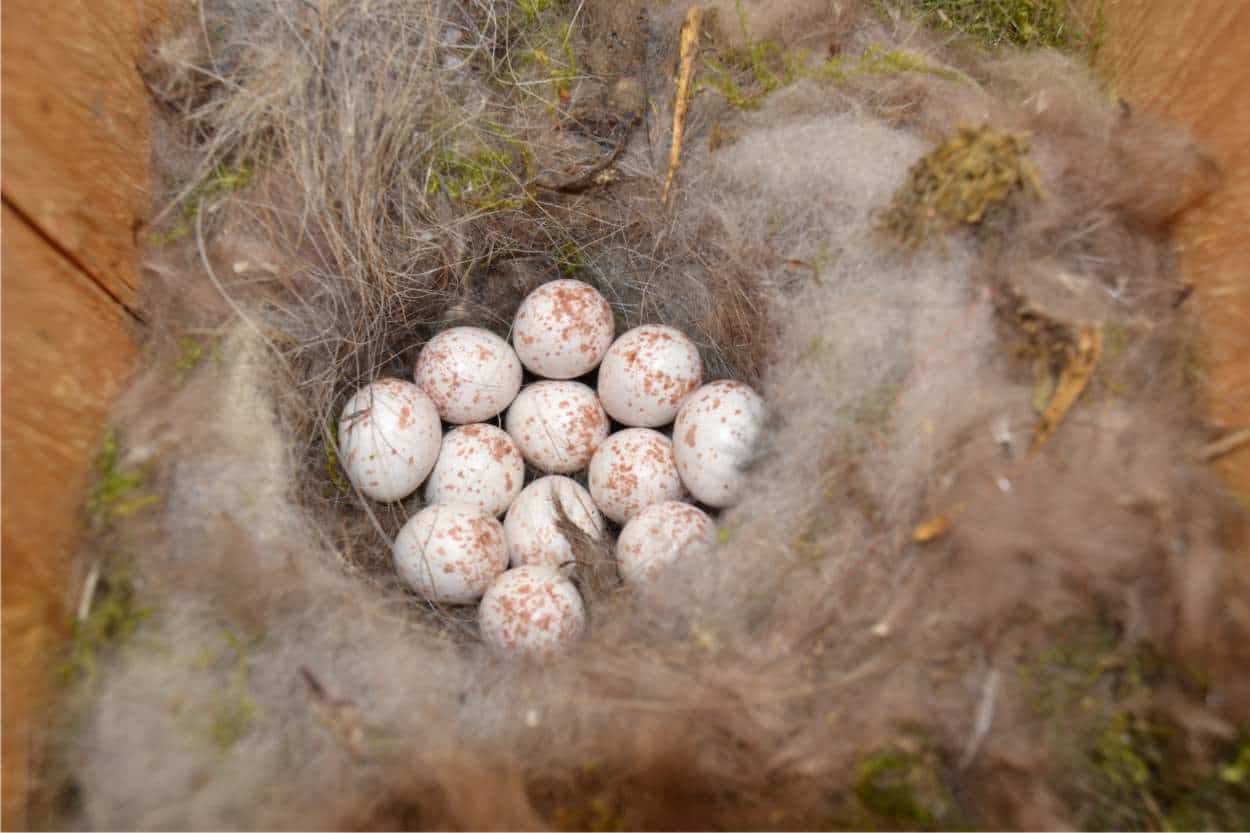 uova nel nido