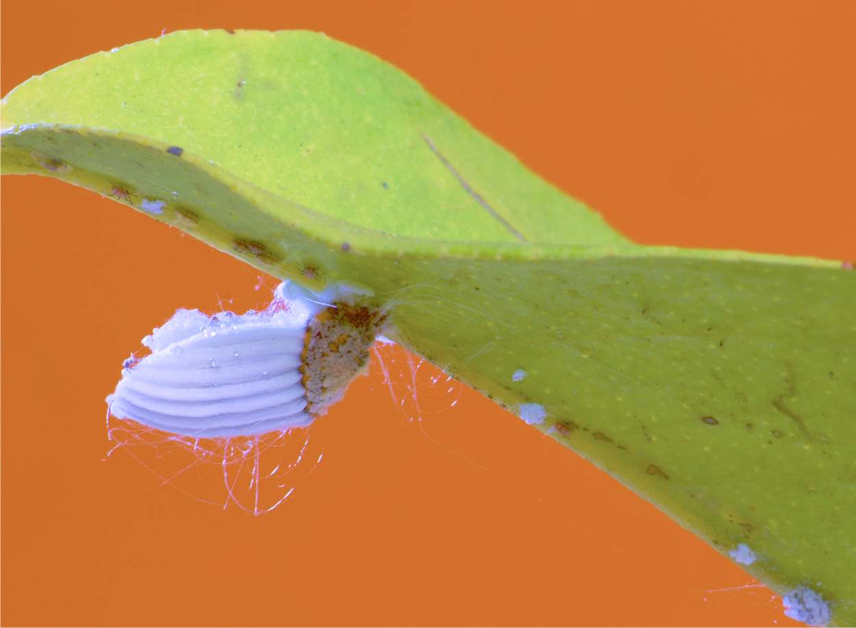 insetto cocciniglia cotonosa